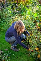 Cutting back Rudbeckia after they have finished flowering