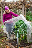 Netting brassicas - kale and sprouts - for winter protection from pigeons