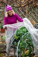Netting brassicas - kale and sprouts - for winter protection from pigeons