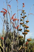 Agave americana, the century plant in bud adjacent to a blossoming Fouquieria splendens, commonly known as ocatillo.