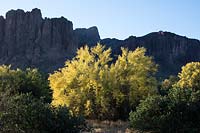 Early morning Sonoran desert landscape with Cercidium microphyllum 'foothill palo verde tree' against a backdrop of the Superstition Mountains, Lost Dutchman State Park, Arizona.