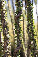 Close-up of Fouquieria splendens - Ocatillo - showing thorny branches which are often used in fence making