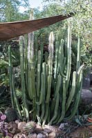 Pachycereus schottii 'Senita or garambullo cactus' growing in a shaded area of a private garden housing a large collection of cactii and succulents many of which are rescue plants from state infrastructure projects.