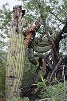 The huge weight of a fallen Carnegiea gigantea 'Saguaro cacatus' has damaged an adjacent  Prosopsis spp. 'Mesquite tree'. Arizona, USA.