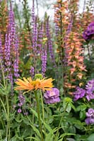 Planting of Salvia nemorosa 'Amethyst', Digitalis Illumination Series and Echinacea in The Cancer Research UK Garden. Pledge Pathway To Progress - RHS Hampton Court  Palace Garden Festival 2019  