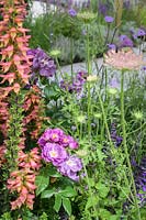 Planting of Digitalis Illumination Series and Rosa 'Rhapsody in Blue'. The Cancer Research UK Garden. Pledge Pathway To Progress. RHS Hampton Court Palace Garden Festival, 2019.
