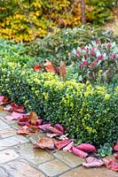 Path with fallen Cercis leaves, Buxus hedge and Skimmia 'Perosa' - with flowerbuds in Autumn. 