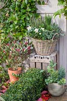 Wicker basket planted with Helleborus niger and mixed miniature conifers, Skimmia 'Perosa' in container to the left. 