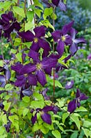 Clematis viticella 'Polish Spirit'.