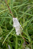 Cuckoo spit on stem of Salix rosmarinifolia - Willow caused by Froghopper 'Aphrophora alni', foam with nymphs inside.