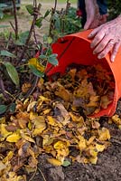 Adding dead leaves around a rose bush in late autumn as frost protection.
