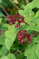 Rubus phoenicolasius - Japanese Wineberry Buds with sticky hairs