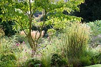 Cosmos, Daucus carota, Dianthus carthusianorum, bronze fennel and grasses below a Cornus controversa in the front garden at the Old Vicarage, Weare, Somerset, UK