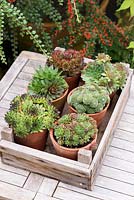 Six potted succulents in a wooden tray at the Old Vicarage, Weare, Somerset, UK