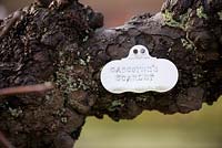 Metal labels on trained fruit trees in the Kitchen Garden at Doddington Hall, Lincolnshire in March