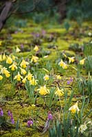 Small daffodils and dog's tooth violets emerging through mossy ground below ancient sweet chestnuts at Doddington Hall, Lincolnshire in March