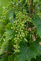 Vitis 'Muscat Bleu' - Young grape maturing on vine