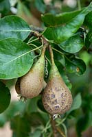 Pears 'Conference' damaged by Venturia pyrina fungus
