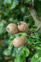 Pears 'Conference' damaged by Venturia pyrina fungus