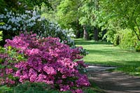 Spring park with blooming Rhododendrons including Korean Azalea yedoense var. poukhanense 'Compacta'. Botanical Garden of Faculty of Charles University, Prague, Czech Republic. 