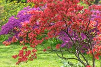 Rhododendron kaempferi Planchon in spring garden