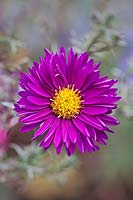 Aster 'Thundercloud'