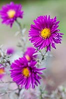 Symphyotrichum novi-belgii 'Thundercloud' - Aster 'Thundercloud' 