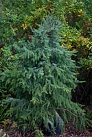 Picea omorika - Serbian spruce