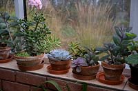 Pachyphitum, Echevaria, Kalanchoe, Senecio and Crassula on a windowsill