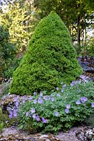 Picea glauca var. albertiana 'Conica' - Alberta spruce and Geranium regelii growing on slope. 