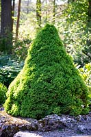 Picea glauca var. albertiana 'Conica' - Alberta spruce 