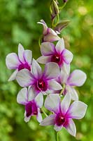 Dendrobium nobile 'Polar Fire' - Orchid 'Polar Fire' 