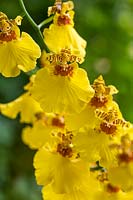 Oncidium 'Sweet Sugar' - Dancing Lady Orchid