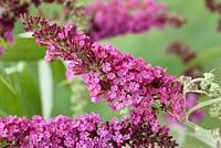 Buddleja davidii Buzz Candy Pink 'Tobudsopin' Buzz Series - Butterfly Bush