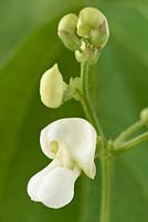 Phaseolus vulgaris 'Speedy' - Dwarf French Bean in Flower