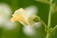 Phaseolus vulgaris 'Speedy' - Dwarf French Bean with dying flower  