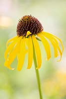 Echinacea paradoxa