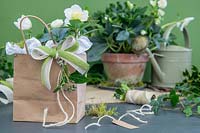 Hellebore as present wrapped in brown paperbag decorated with ribbons