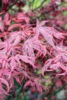 Acer palmatum 'Shirazz'