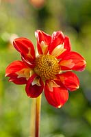 Dahlia Pooh