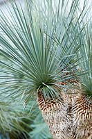 Yucca rostrata - Beaked yucca