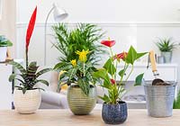 Display of colourful houseplants inlcuding Anthurium, Bromelia and Aphelandra squarrosa 'Dania'