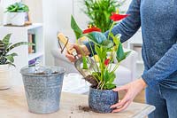 Woman repotting Anthurium houseplant