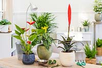 Selection of colourful houseplants inlcuding Anthurium, Bromelia and Aphelandra squarrosa 'Dania' after repotting and care