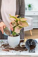 Woman adding decorative mulch to Syngonium Red Heart