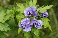 Hibiscus syriacus 'Oseau bleu', syn 'Blue Bird'