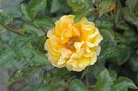 Rosa 'Benson and Hedges Gold' - Rose 'Benson and Hedges Gold' 