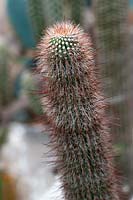 Cleistocactus hyalacanthus - columnar cactus.