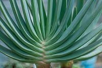 Aloe plicatilis 'Kumara plicatilis, the Fan-aloe