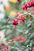 Fuchsia 'Lady boothby'